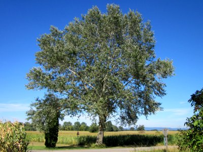 20120818Silberpappel02