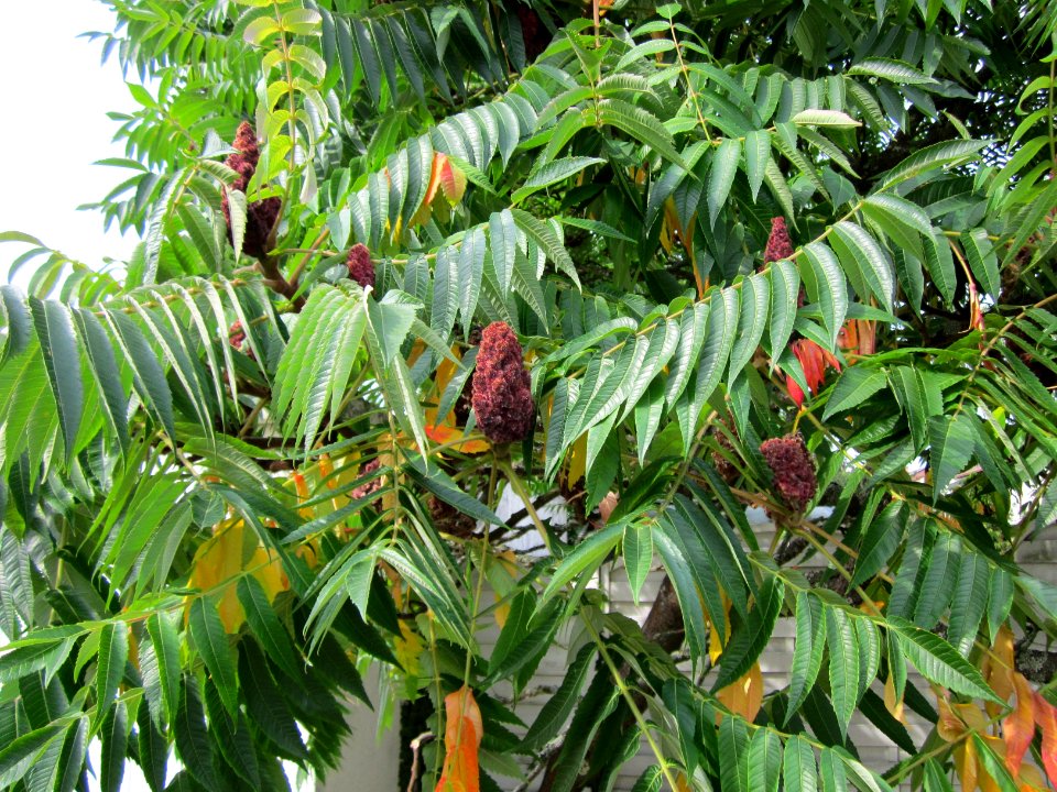 20120814Essigbaum_Hockenheim1