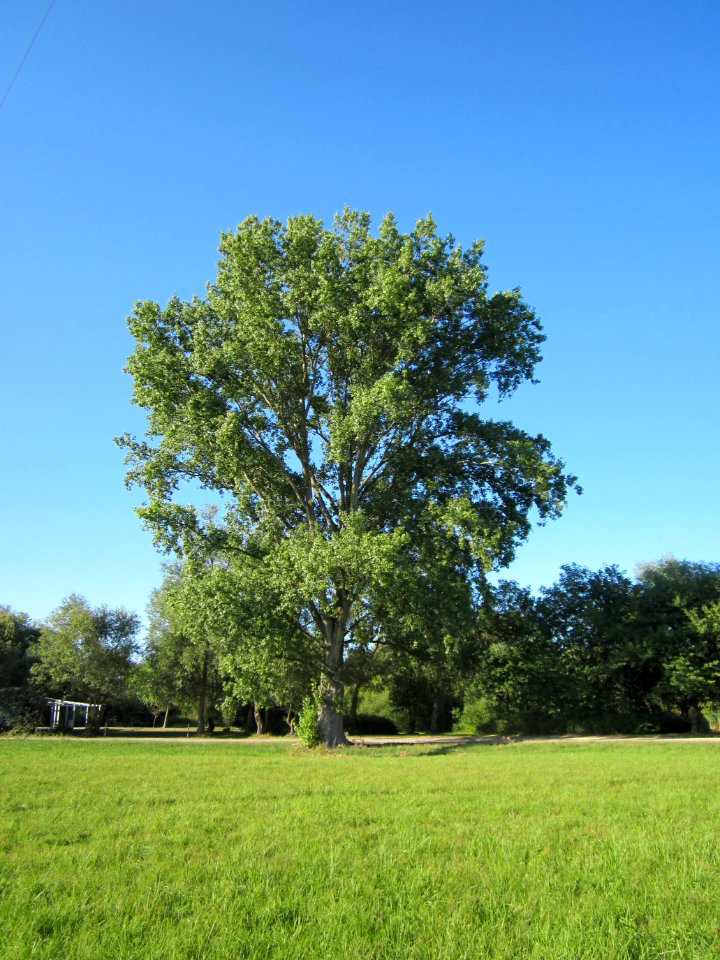 20120907Pappel_Silz3