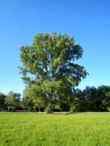 20120907Pappel_Silz3