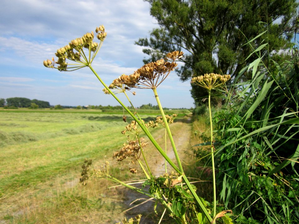 20120815Bach_Leopoldswiesen_Hockenheim31