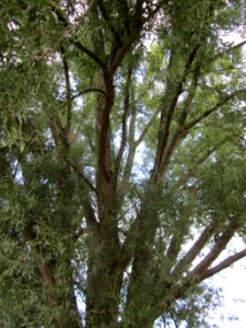 20120815Bach_Leopoldswiesen_Hockenheim02