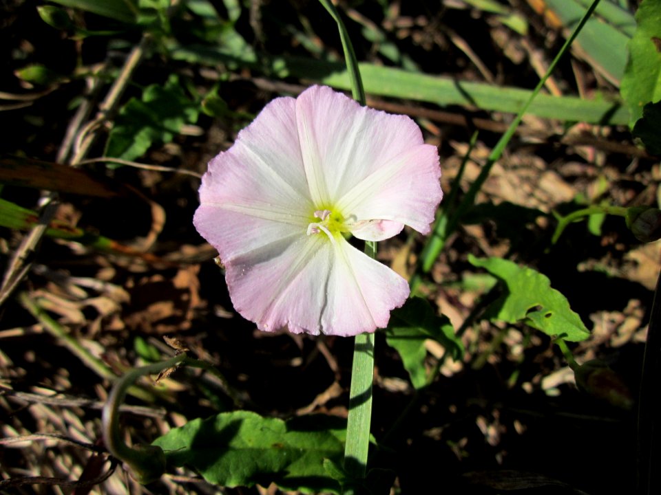 20120909Convolvulus_arvensis4
