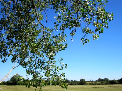 20120818Schwarzpappel_Hockenheim08