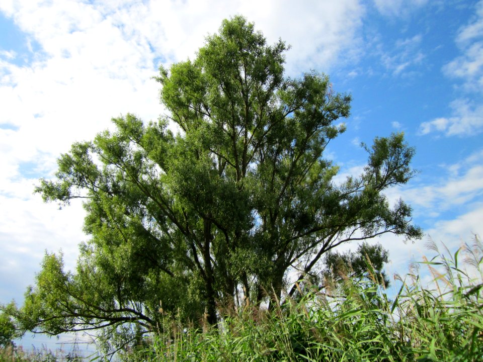 20120815Bach_Leopoldswiesen_Hockenheim16