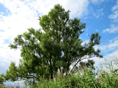20120815Bach_Leopoldswiesen_Hockenheim16