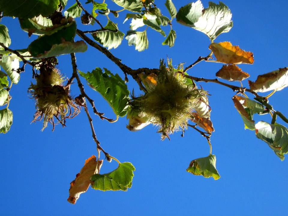 20120818Baumhasel_Hockenheim07