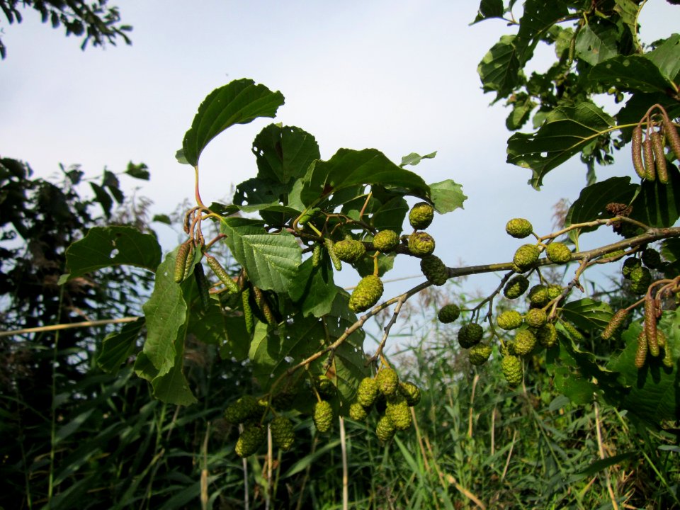 20120921Schwarzerle_Hockenheim5