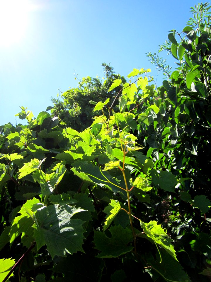 20120801Vitis_vinifera2