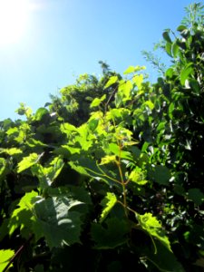 20120801Vitis_vinifera2