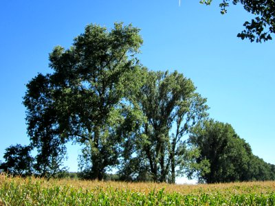 20120818Schwarzpappel_Hockenheim12
