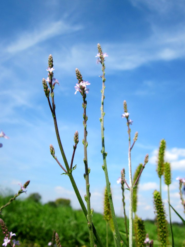 20120813Verbena_officinalis1