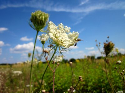 20120813Daucus_carota1 photo