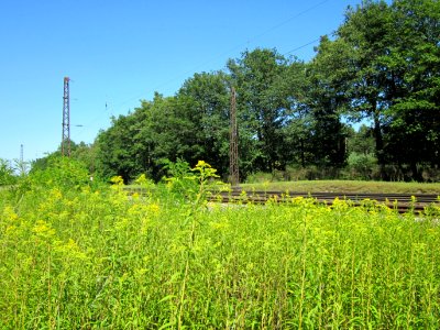 20120801Solidago_canadensis12