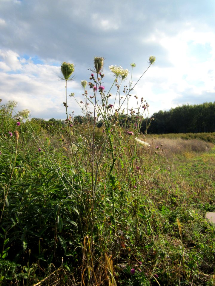 20120922Daucus_carota7