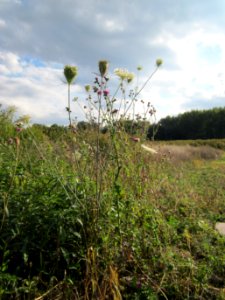 20120922Daucus_carota7 photo