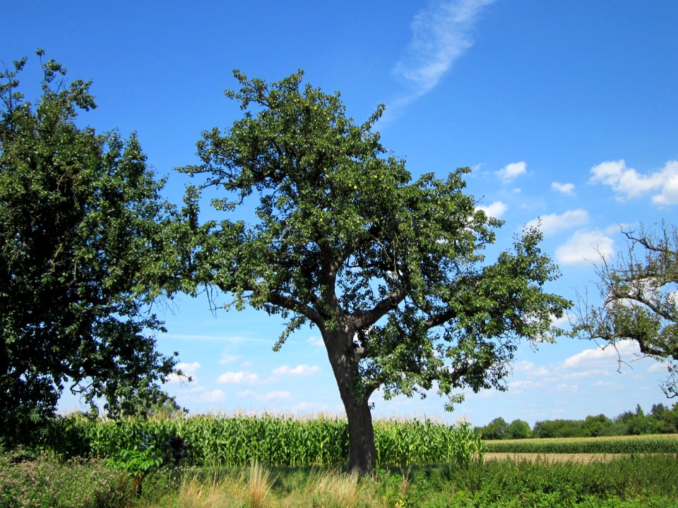 20120813Birnbaum_Hockenheim1