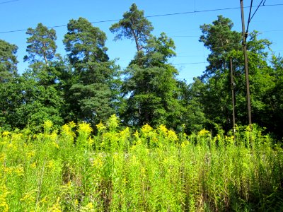 20120801Solidago_canadensis9