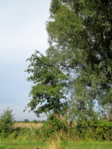 20120921Schwarzerle_Hockenheim1