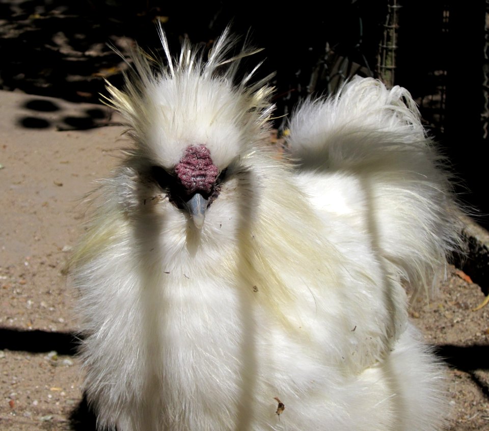 20120812Vogelpark_Hockenheim1