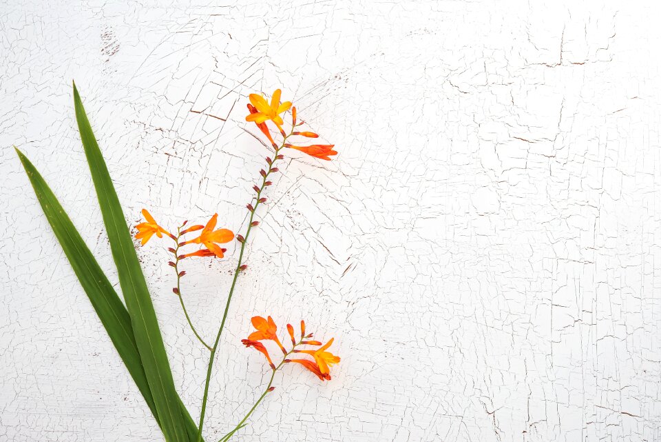 Garden montbretia long stems blossom