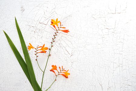 Garden montbretia long stems blossom