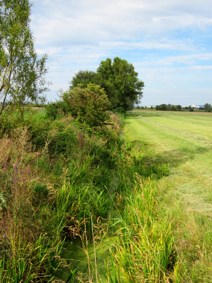 20120815Bach_Leopoldswiesen_Hockenheim25