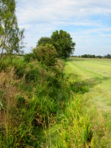 20120815Bach_Leopoldswiesen_Hockenheim25
