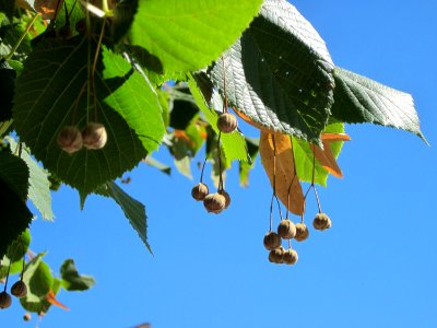 20120818Linde_Hockenheim4