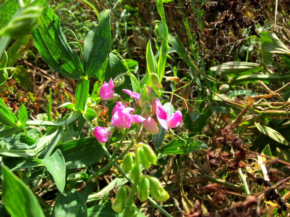 20120731Lathyrus_latifolius3