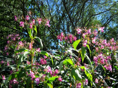 20120818Druesiges_Springkraut1