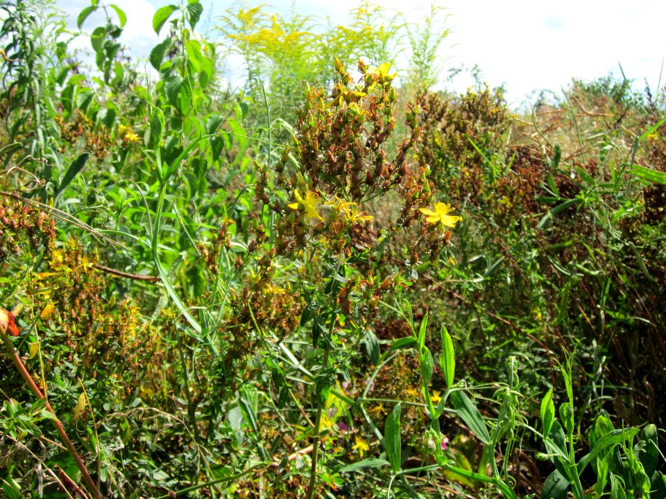 20120731Hypericum_perforatum