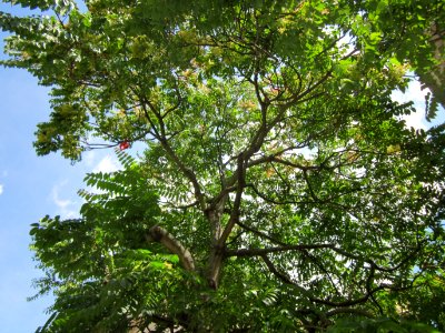 20120817Goetterbaum_St_Geor_Hockenheim5