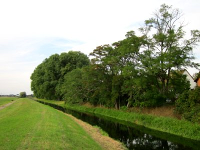20120921Robinia_pseudoacacia2