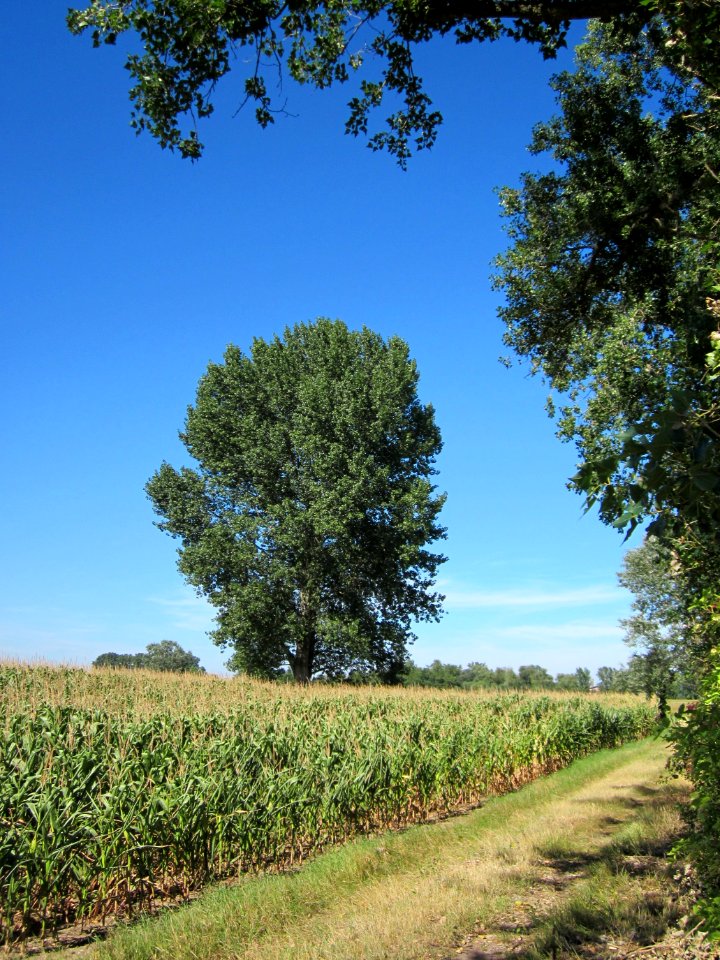 20120818Schwarzpappel_Hockenheim04