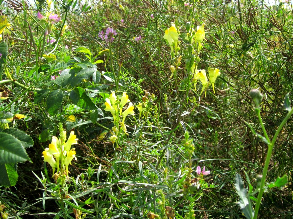 20120731Linaria_vulgaris1