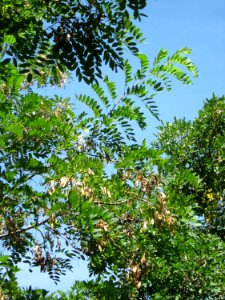 20120817Robinie_Hockenheim09