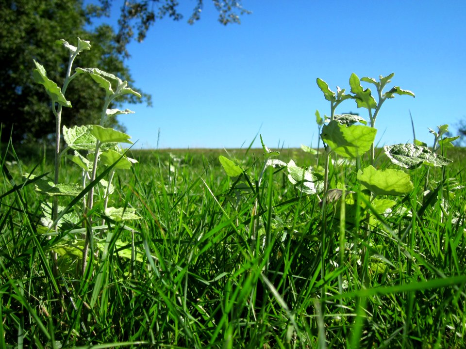 20120818Silberpappel09