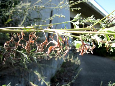 20120819Artemisia_vulgaris3