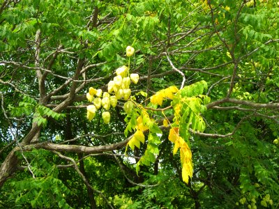 20120815Blasenbaum_Hockenheim3