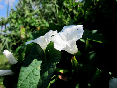 20120813Calystegia_sepium3
