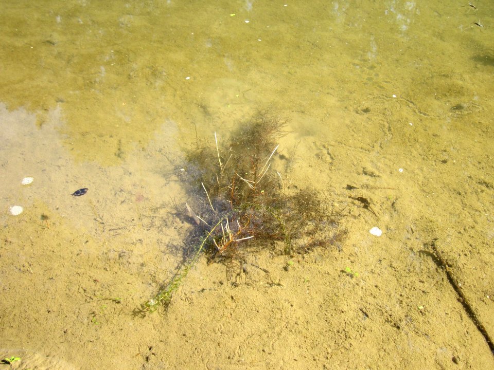 20120909Rheinauen_Altlussheim8