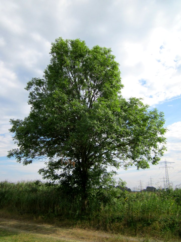 20120815Bach_Leopoldswiesen_Hockenheim24