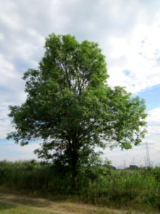 20120815Bach_Leopoldswiesen_Hockenheim24