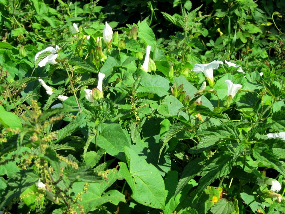 20120813Calystegia_sepium5