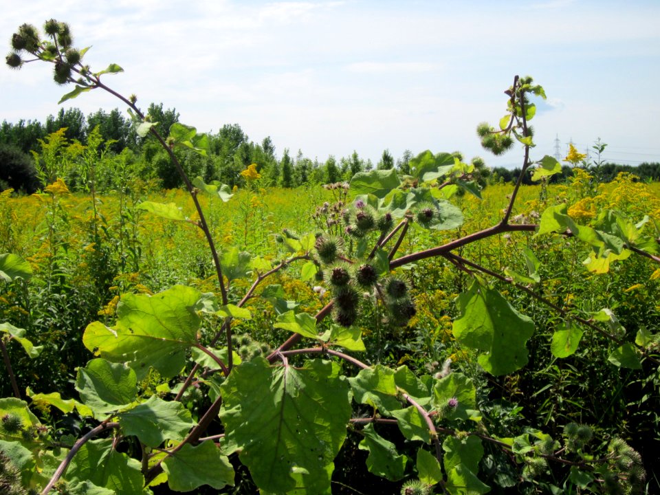 20120813Arctium_lappa6