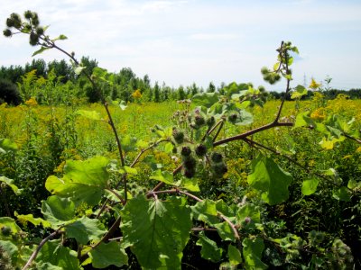 20120813Arctium_lappa6