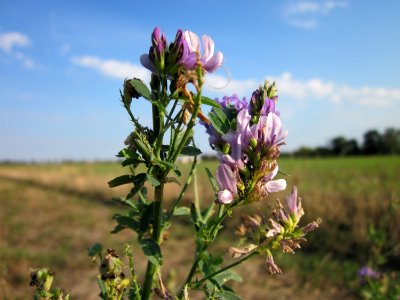 20120909Medicago_×_varia4
