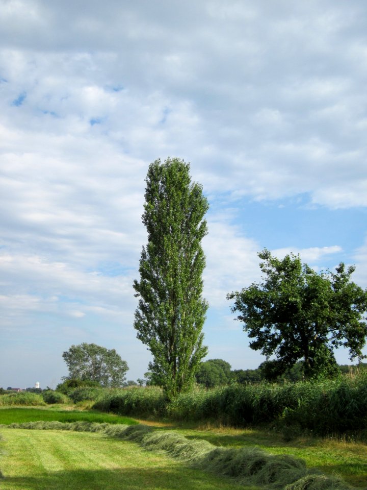 20120815Bach_Leopoldswiesen_Hockenheim27