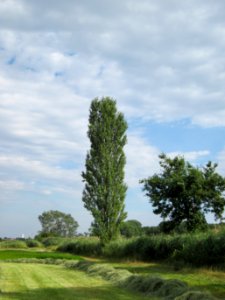 20120815Bach_Leopoldswiesen_Hockenheim27
